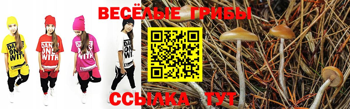 Псилоцибиновые грибы Psilocybe Морозовск